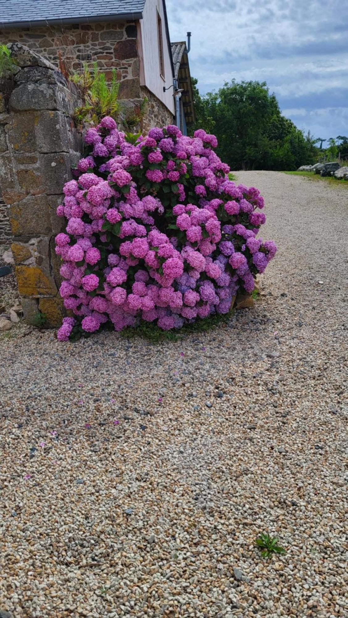 Gite Paimpol Le Loarwenn エクステリア 写真